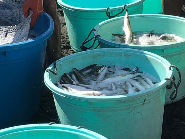 魚と漁師と遊ぼう