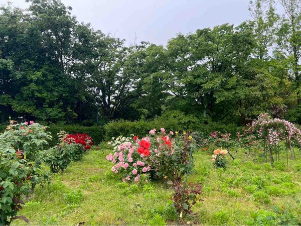 濁川公園 バラ