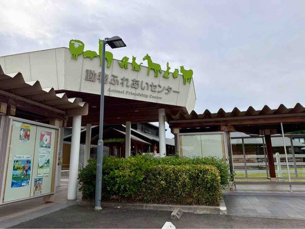ヒツジの毛刈り