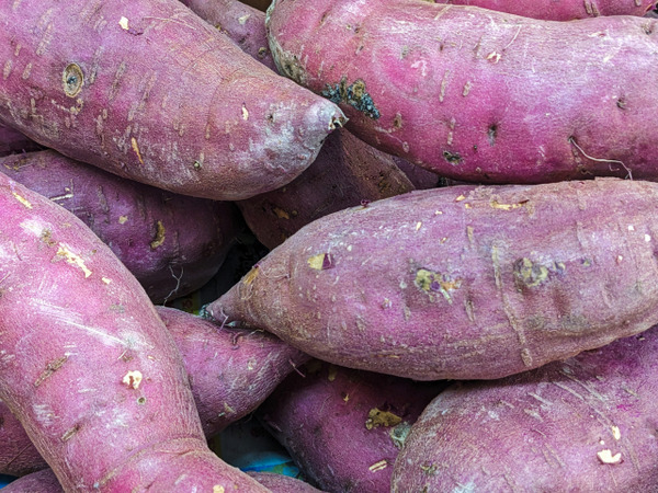 粟島浦中学校 離島のさつまいも