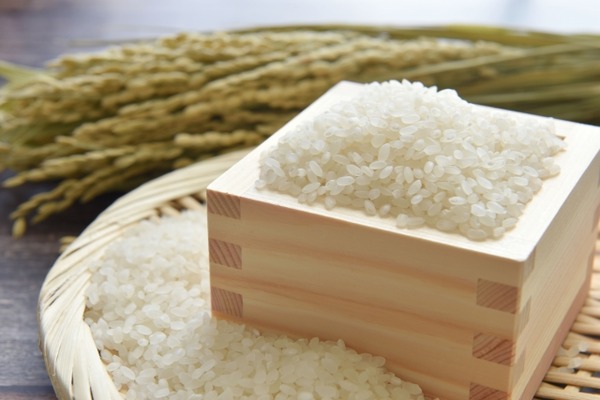 水稲新品種 新潟135号の名称候補の募集