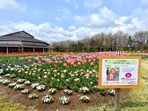 いくとぴあ チューリップ菜の花フェスタ