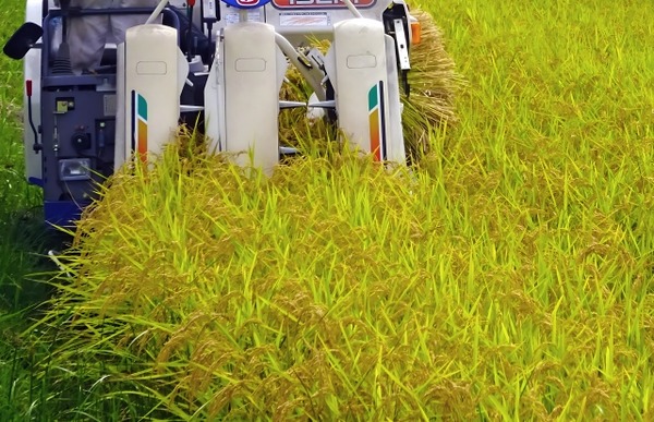 水稲新品種 新潟135号の名称候補の募集