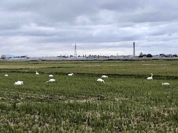 SNS市民ハクチョウ調査 新潟市