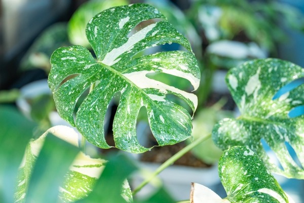新潟初上陸！植物好き必見！『スーパーセンタームサシ新潟店』で『Jolie Nursery インドアプランツ即売会』開催！10月10日、11日。