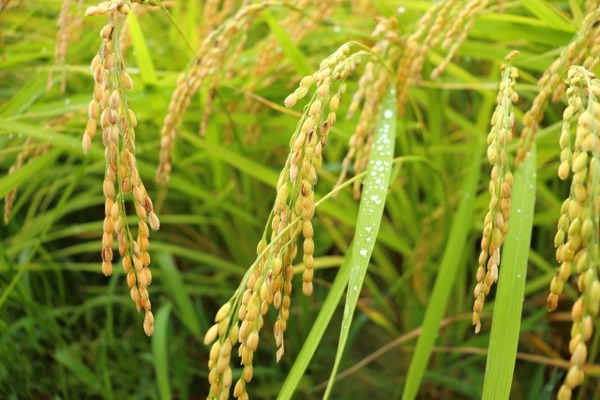 THE TIME, 出張！安住がいく 新潟