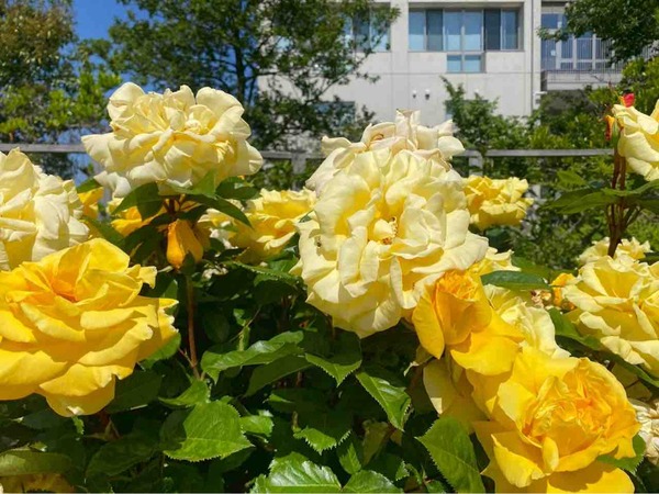 新潟市 イベント 5月