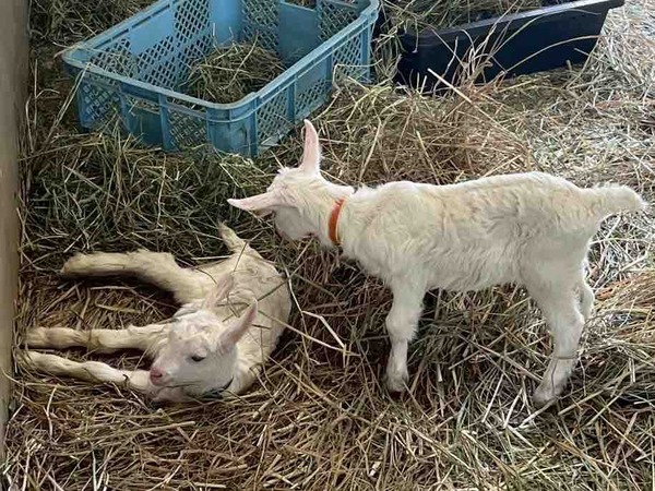 動物ふれあいセンター ヤギ 赤ちゃん