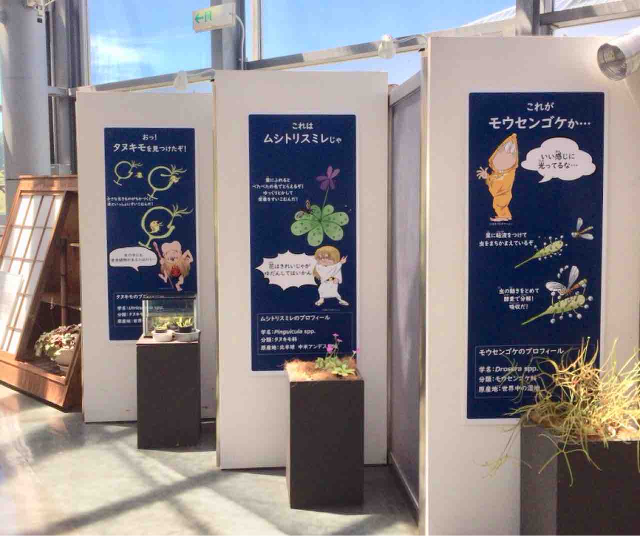 綺麗なモウセンゴケ 花粉症 すべての美しい花の画像 綺麗なモウセンゴケ 花粉症 すべての美しい花の画像