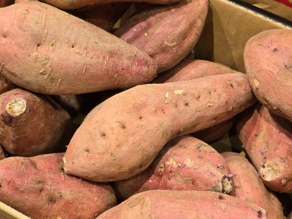 粟島浦中学校 離島のさつまいも