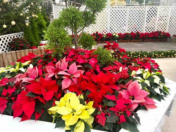 新潟県立植物園 クリスマス展