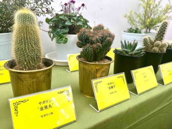 新潟県立植物園 クリスマス展