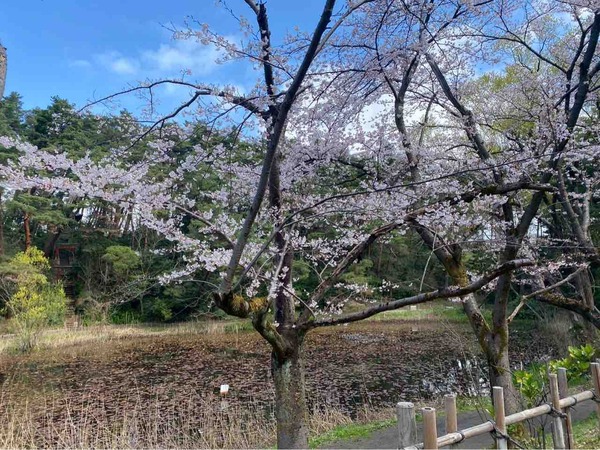 新潟市 イベント 4月