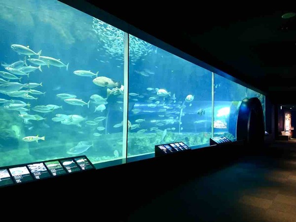 水の中の生き物の社会・知性・脳の話