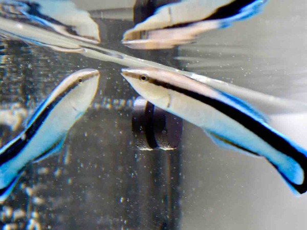 水の中の生き物の社会・知性・脳の話