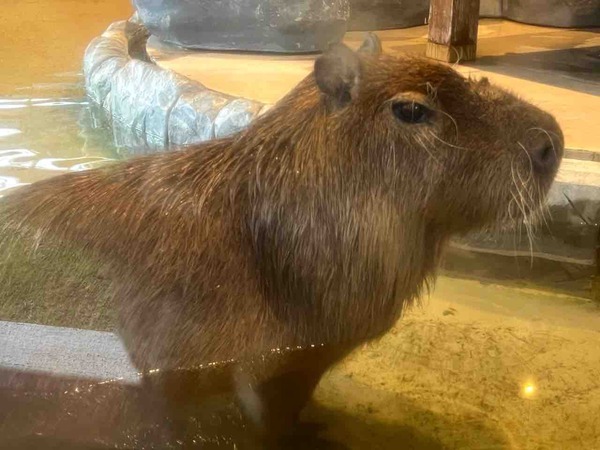 カピバラゆず湯 いくとぴあ