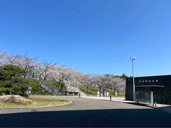 白山神社・りゅーとぴあ 桜