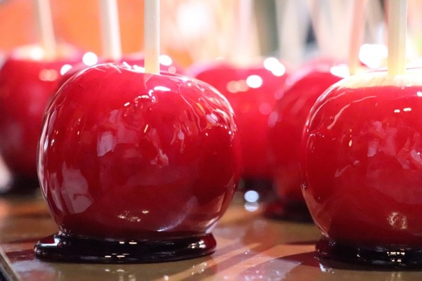 海辺の森アートフェスティバル×にいがた木の祭典2025