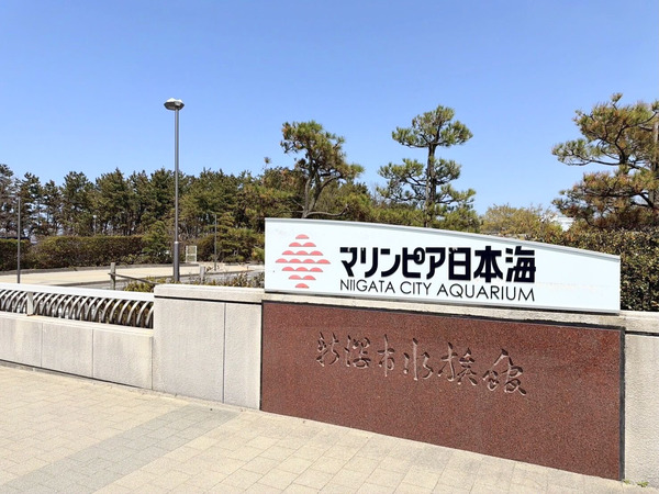 マリンピア日本海・関屋浜海水浴場周辺で交通規制