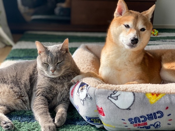 にいがた犬の陣×猫の陣