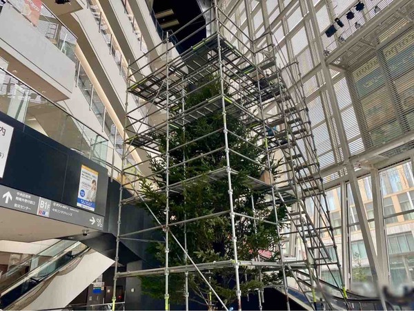 NEXT21 クリスマスツリー展示
