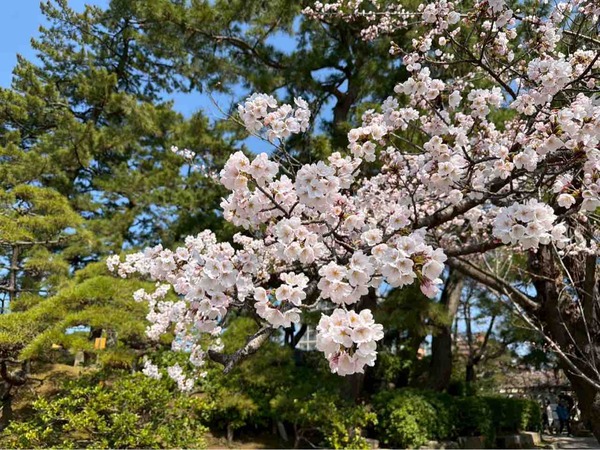 天空のお花見会 in 能楽堂 2026