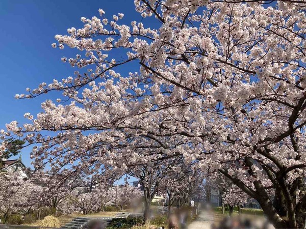天空のお花見会 in 能楽堂 2025