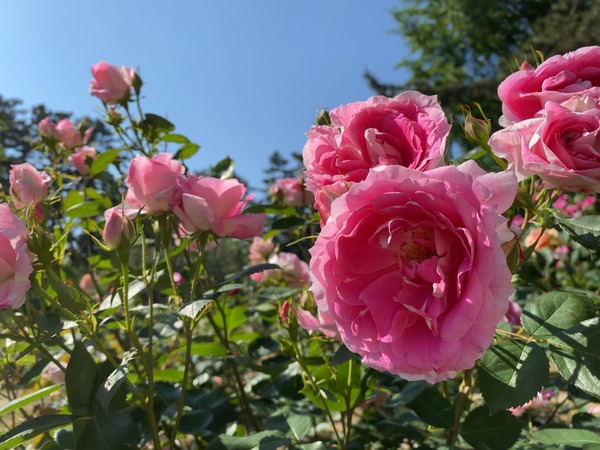 cc2e0bf244efa17233097102ac53f0534_26849489_200529_0005