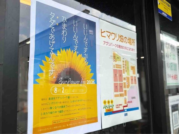 Sun Flower Fes2026