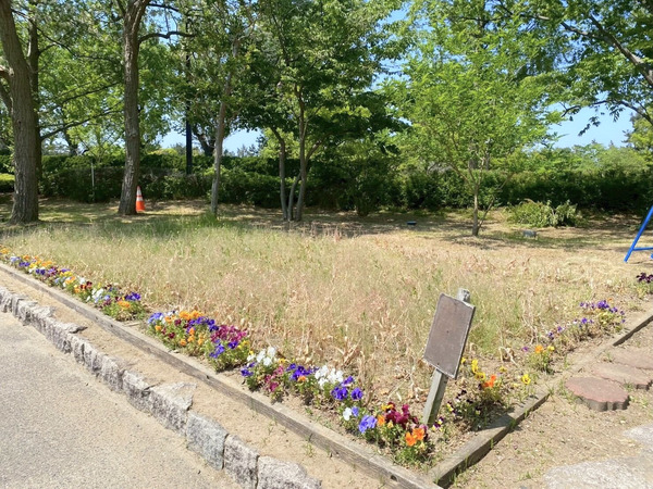チューリップ球根掘り体験