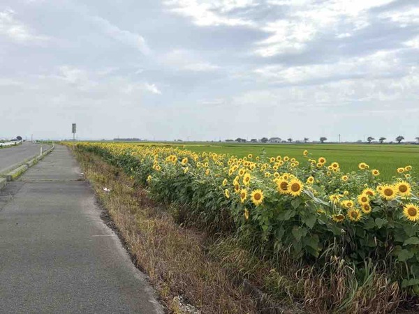 Sun Flower Fes2026