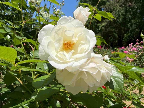 寺尾中央公園