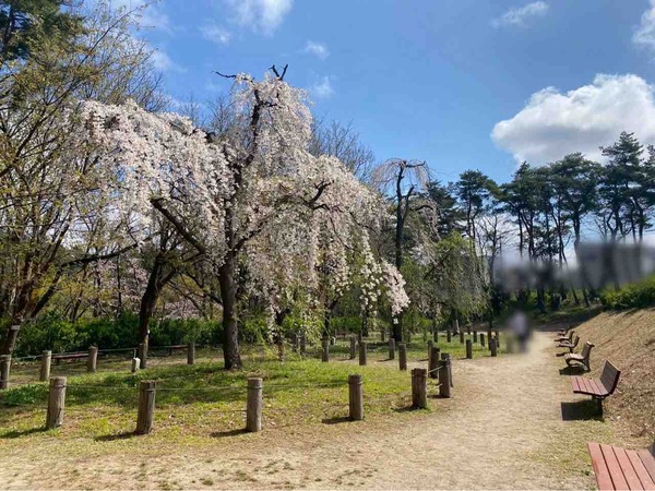 じゅんさい池公園 しだれ桜