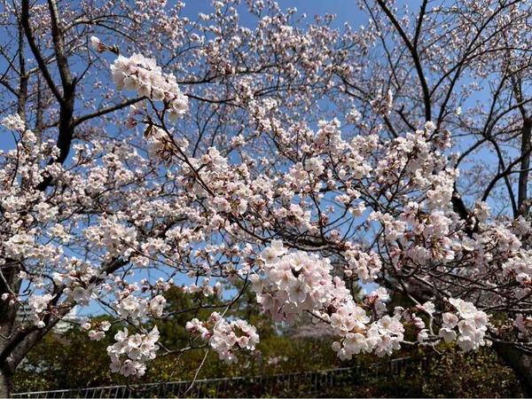天空のお花見会 in 能楽堂 2026