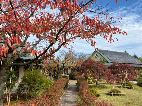 紅葉スポット2024 新潟市 天寿園