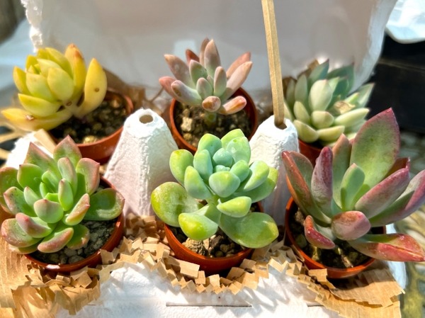 植物天国 in 白山市場