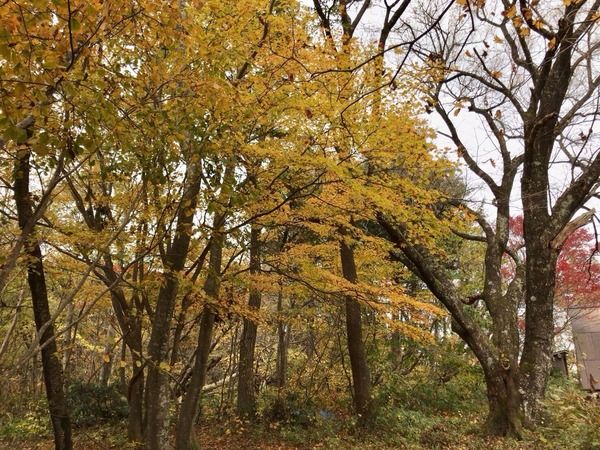 紅葉スポット2024 新潟市 角田山