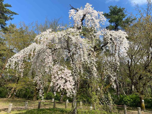 じゅんさい池公園 しだれ桜