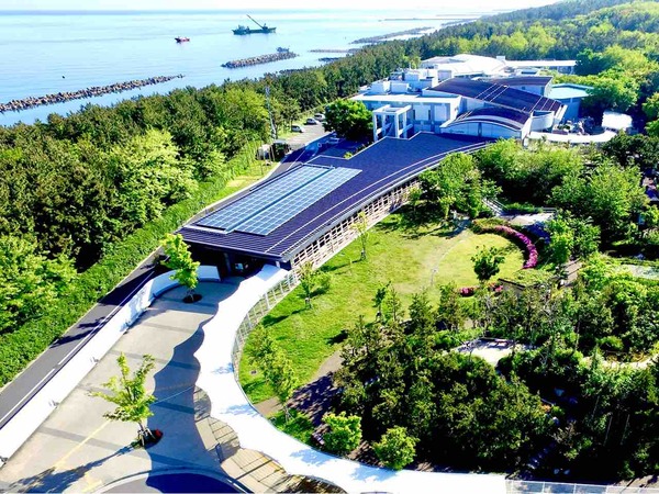 水の中の生き物の社会・知性・脳の話