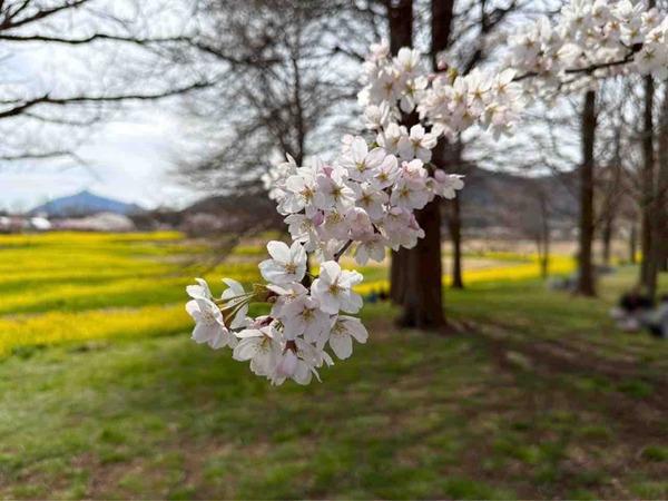 上堰潟桜まつり2026