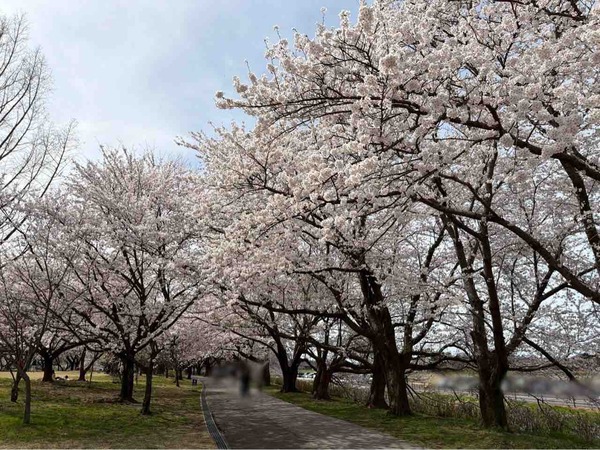 上堰潟桜まつり2026