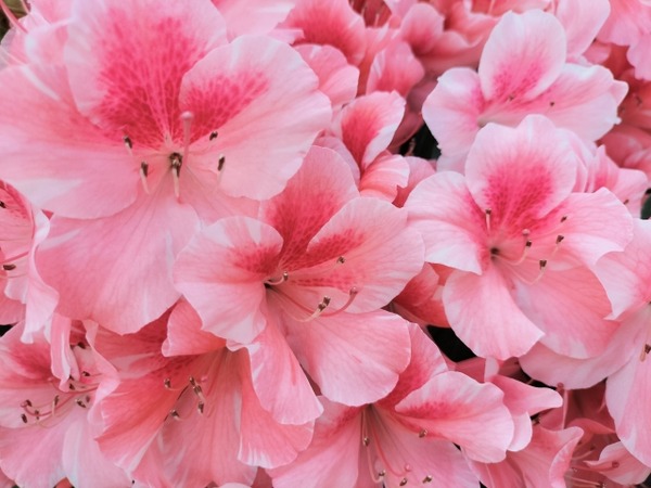 にいがた花の陣