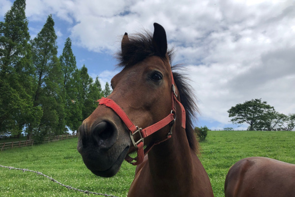 馬がやって来る!