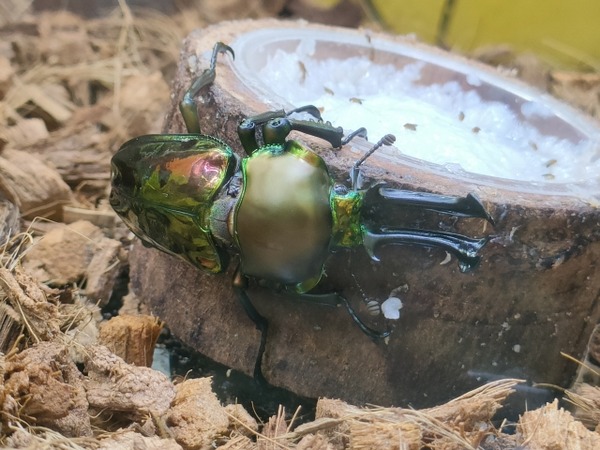 カブクワすごいぞ!!