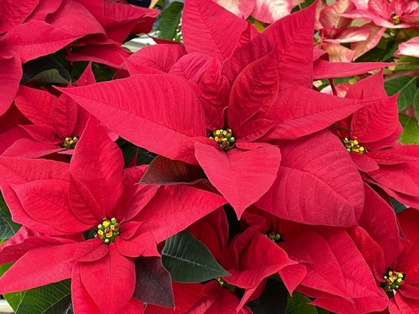新潟県立植物園ウィンターフェスタ