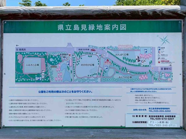 梅の実拾い