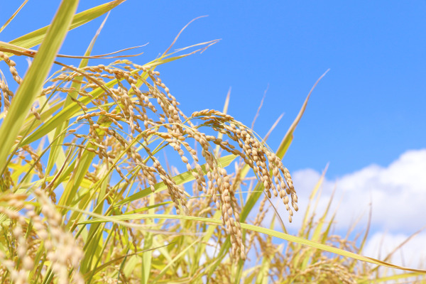 青空レストラン