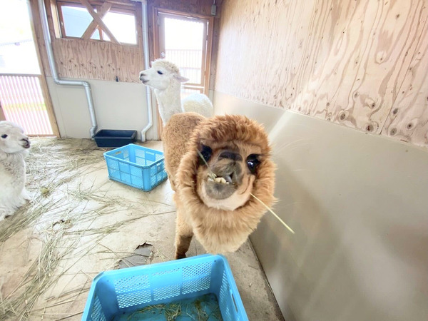 アルパカ毛刈り実演