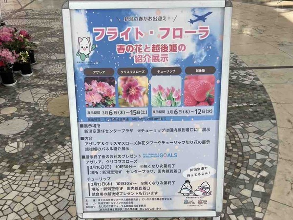 新潟空港 チューリップ 越後姫 アザレア クリスマスローズ