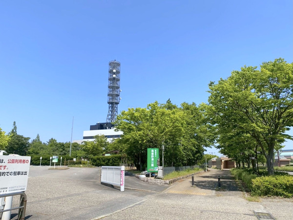 チューリップ球根掘り体験